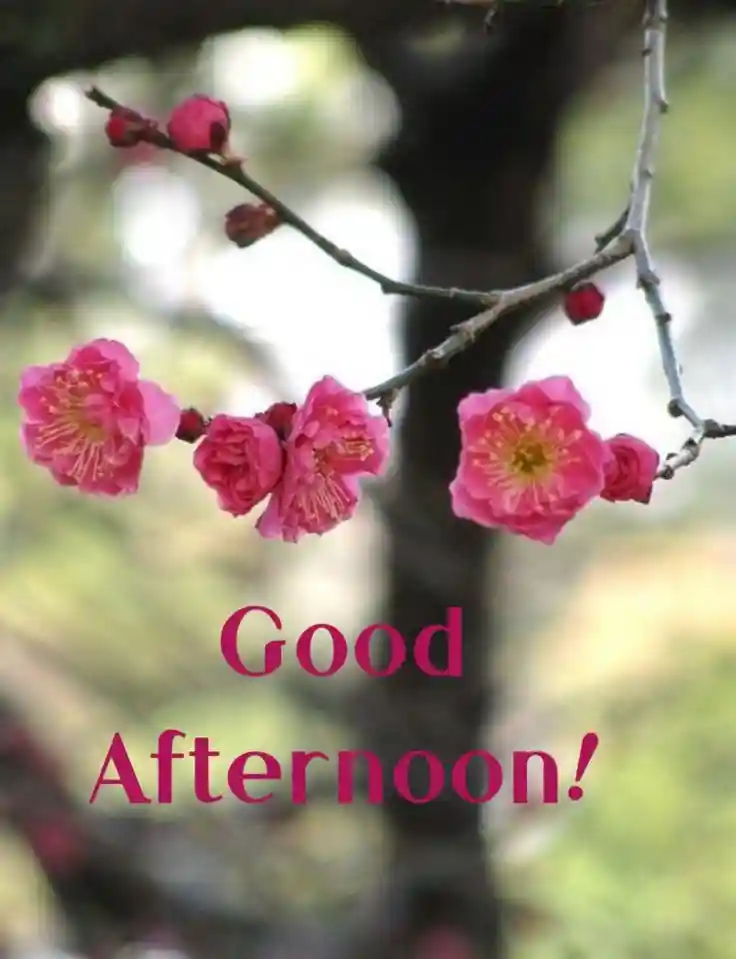 new-good-afternoon-images